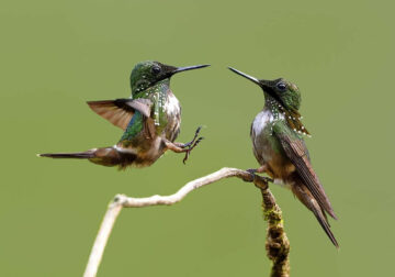 Beautiful Bird Photography by Yung Niem