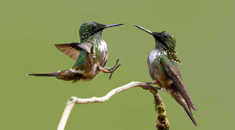 Beautiful Bird Photography by Yung Niem