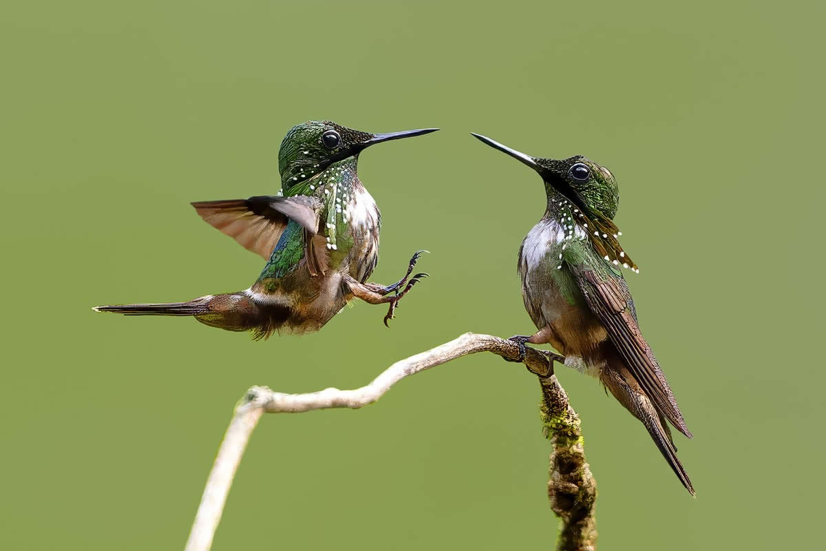 Beautiful Bird Photography by Yung Niem