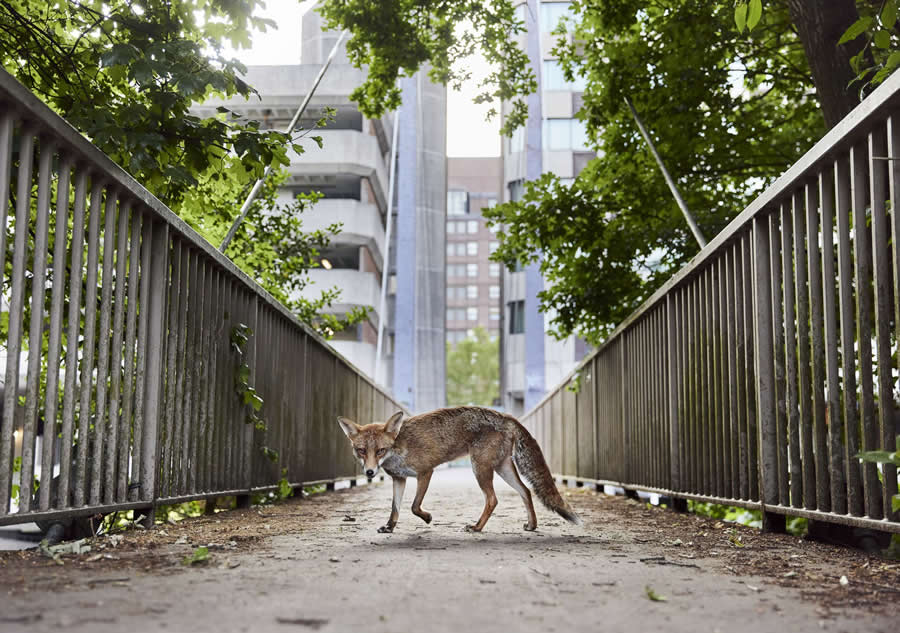 2025 British Wildlife Photography Award Winners