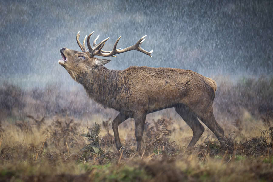 2025 British Wildlife Photography Award Winners