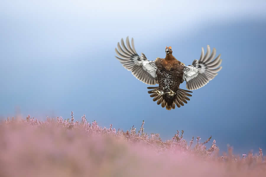 2025 British Wildlife Photography Award Winners