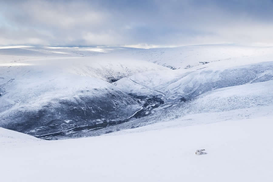 2025 British Wildlife Photography Award Winners