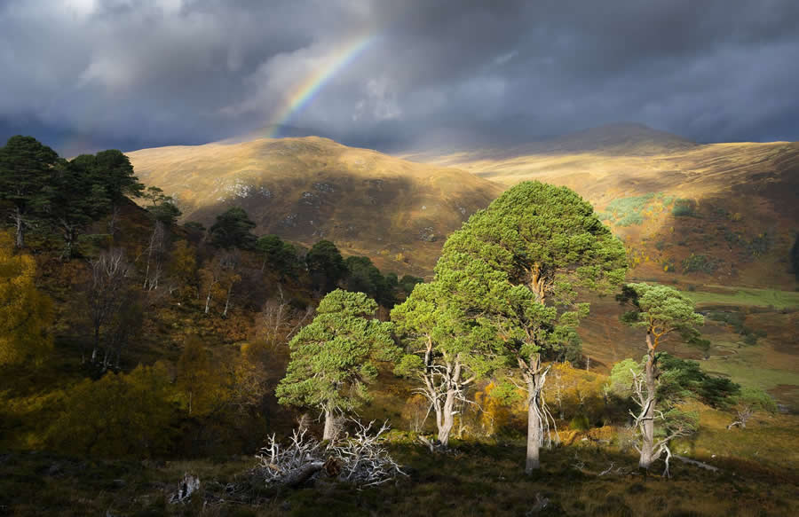 2025 British Wildlife Photography Award Winners