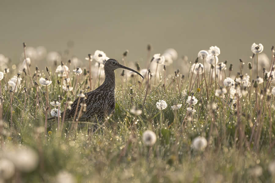 2025 British Wildlife Photography Award Winners