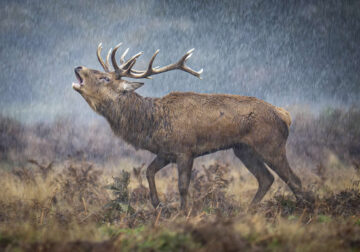 2025 British Wildlife Photography Award Winners