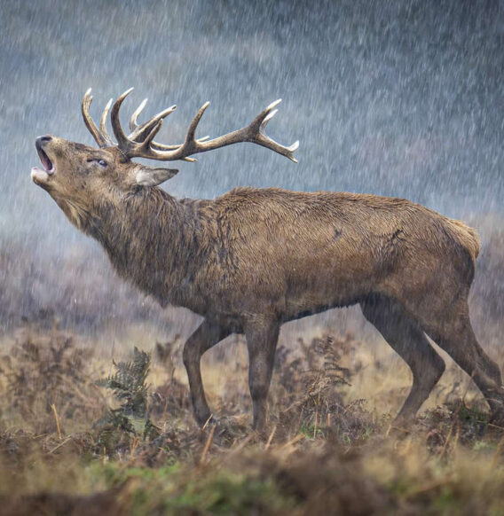 20 Remarkable Winning Photos from the 2025 British Wildlife Photography Awards