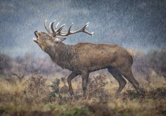 20 Remarkable Winning Photos from the 2025 British Wildlife Photography Awards