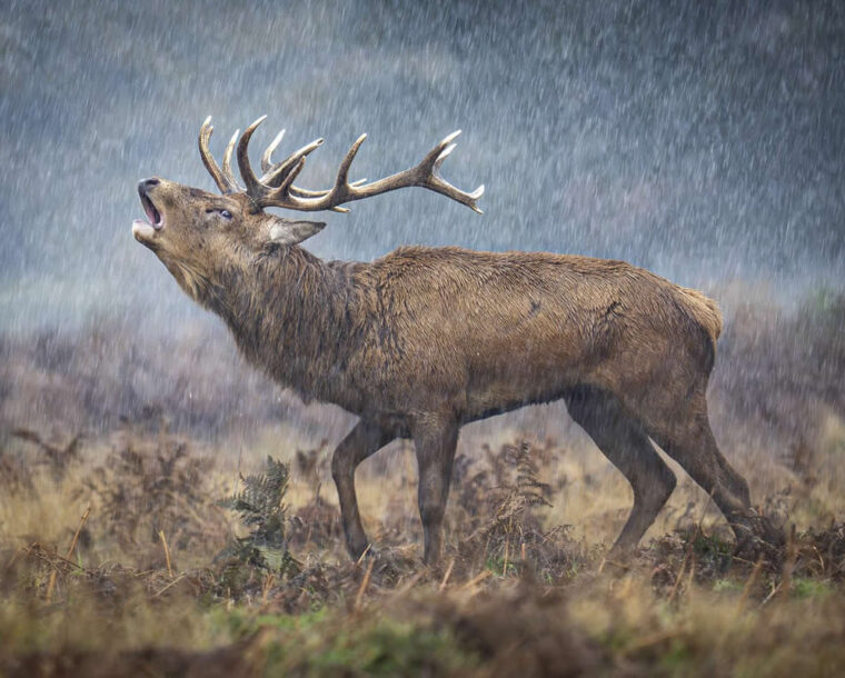 20 Remarkable Winning Photos from the 2025 British Wildlife Photography Awards