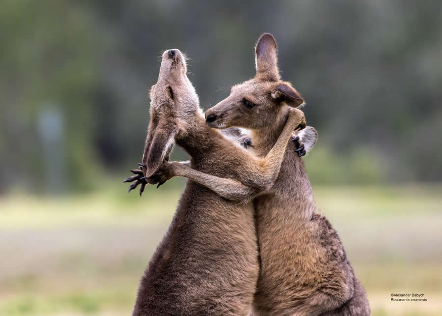 Nikon Comedy Wildlife Awards Are Now Open for Entries