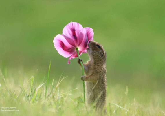 17 Hilarious Never Seen Before Photos From The 2024 Comedy Wildlife Photography Awards