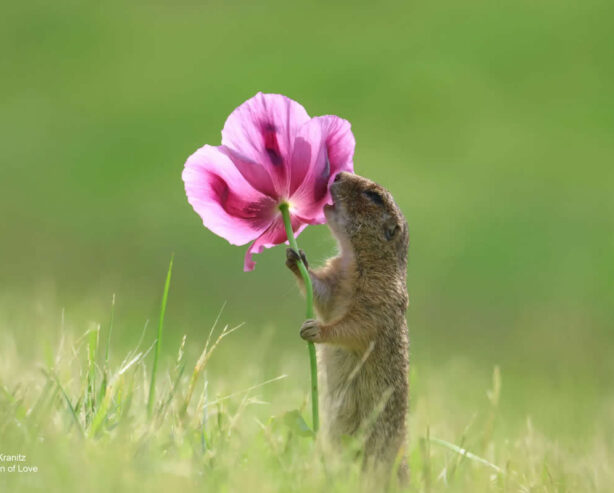 17 Hilarious Never Seen Before Photos From The 2024 Comedy Wildlife Photography Awards