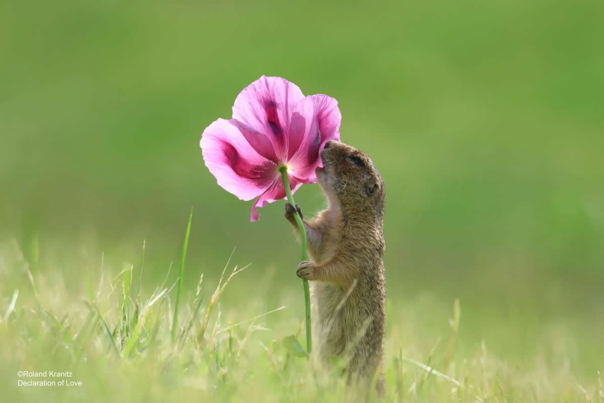 The 2024 Comedy Wildlife Photography Awards