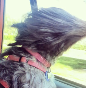 20 Adorable Dogs Who Love Car Rides More Than Anything