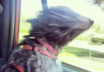 20 Adorable Dogs Who Love Car Rides More Than Anything