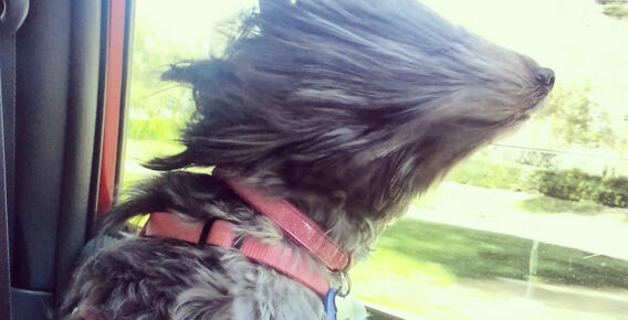 20 Adorable Dogs Who Love Car Rides More Than Anything