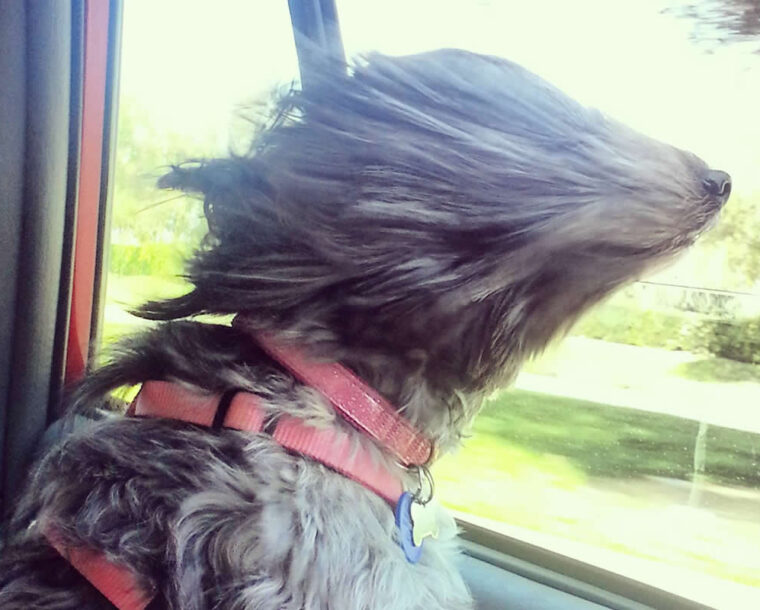 20 Adorable Dogs Who Love Car Rides More Than Anything