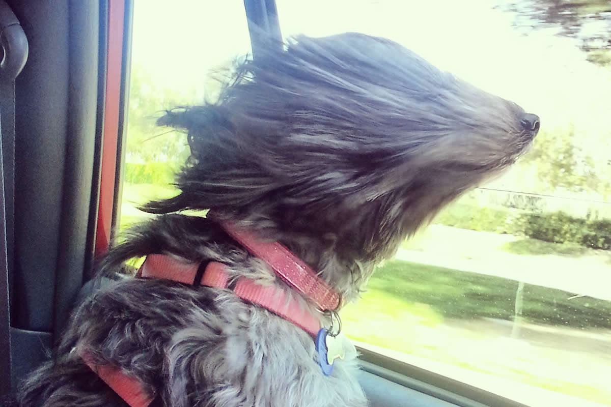 Adorable Dogs Who Love Car Rides More Than Anything