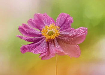 enchanting flower photos