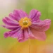 33 Enchanting Flower Photos by Award-Winning Photographers to Inspire Nature Enthusiasts 39 enchanting flower photos