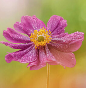 33 Enchanting Flower Photos by Award-Winning Photographers to Inspire Nature Enthusiasts