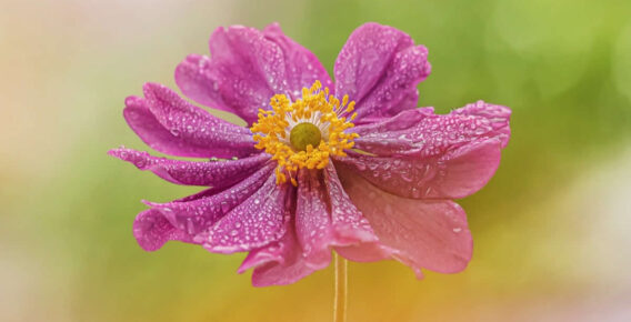 33 Enchanting Flower Photos by Award-Winning Photographers to Inspire Nature Enthusiasts