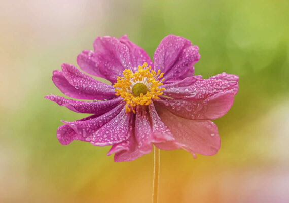 33 Enchanting Flower Photos by Award-Winning Photographers to Inspire Nature Enthusiasts