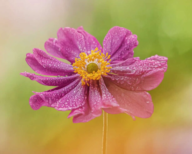 33 Enchanting Flower Photos by Award-Winning Photographers to Inspire Nature Enthusiasts