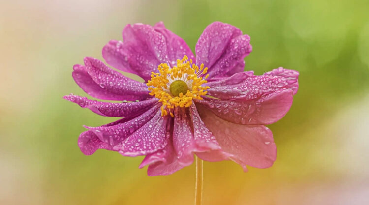 Enchanting Flower Photos to Inspire Nature Enthusiasts