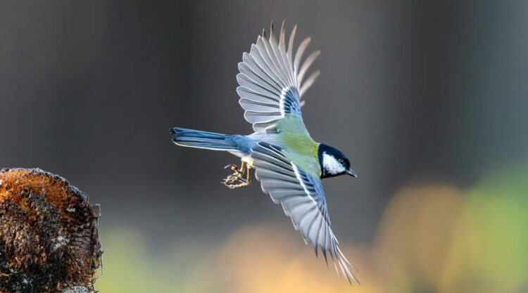 Best Bird Photos From Finland