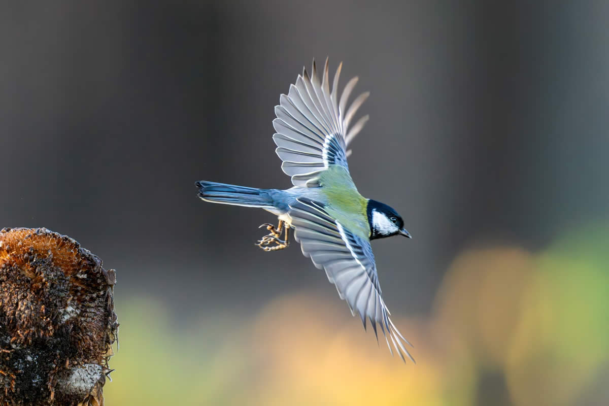 Best Bird Photos From Finland