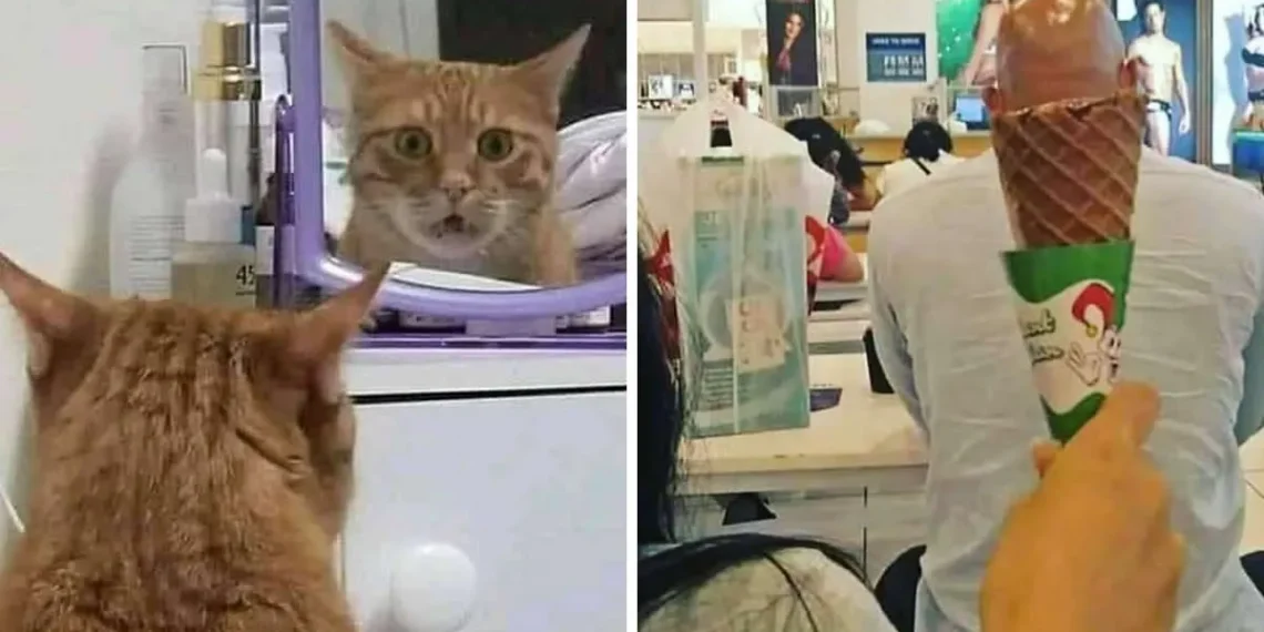 funny confusing images