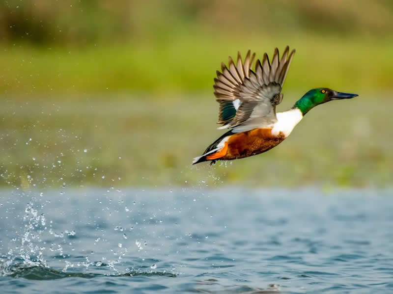 Indian Bird Photography by Grace Marian