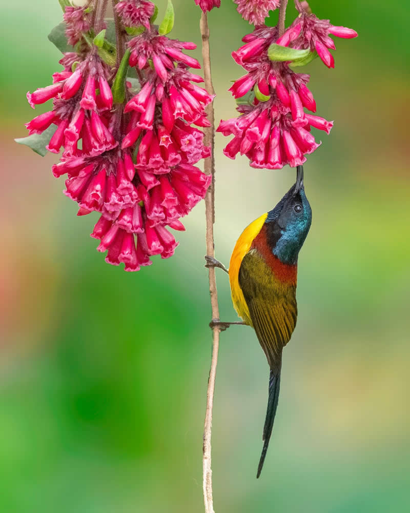 Indian Bird Photography by Grace Marian