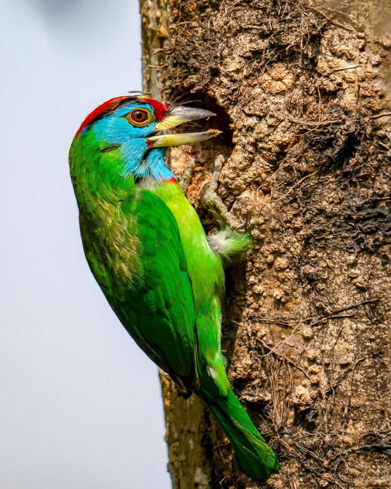 Indian Bird Photography by Grace Marian