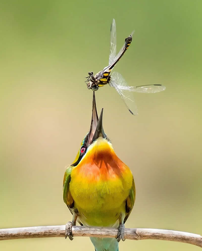 Indian Bird Photography by Grace Marian