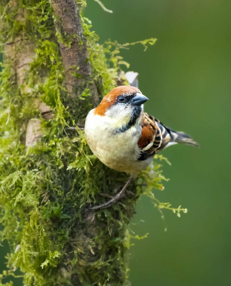 Indian Bird Photography by Grace Marian