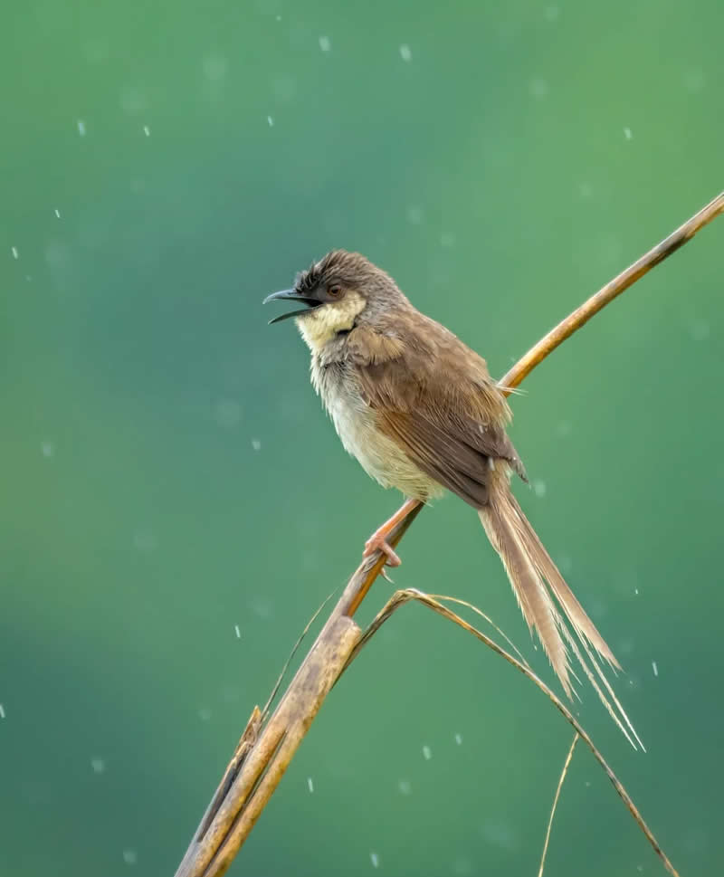 Indian Bird Photography by Grace Marian