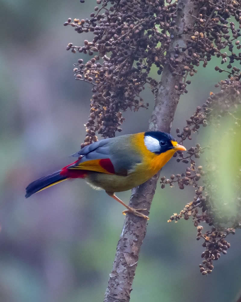 Indian Bird Photography by Grace Marian