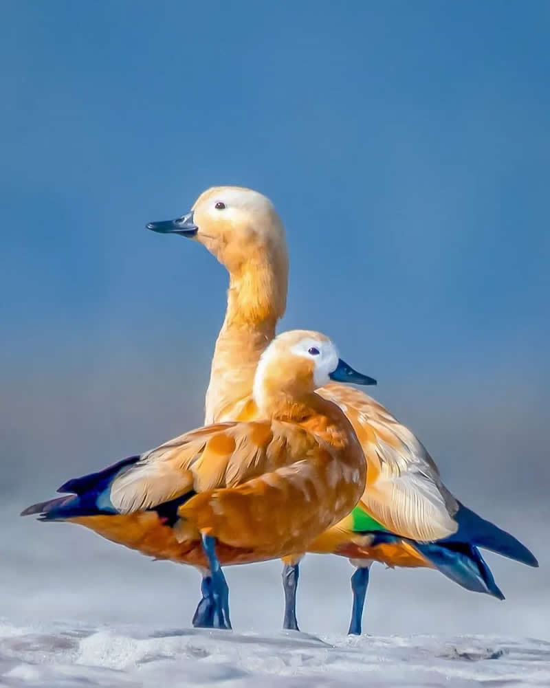 Indian Bird Photography by Grace Marian