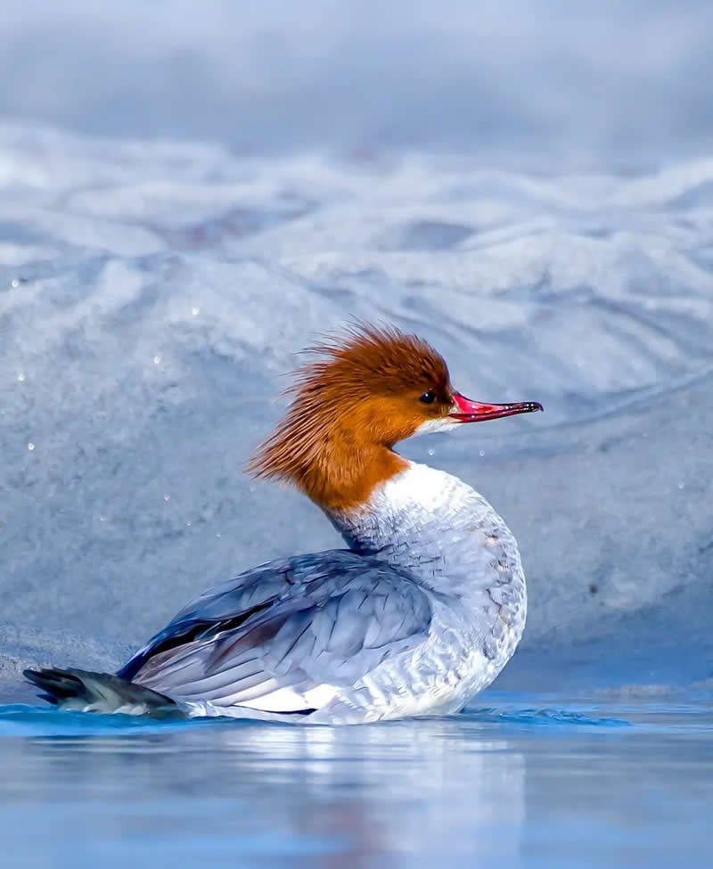 Indian Bird Photography by Grace Marian