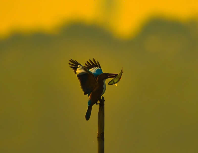 Indian Bird Photography by Grace Marian