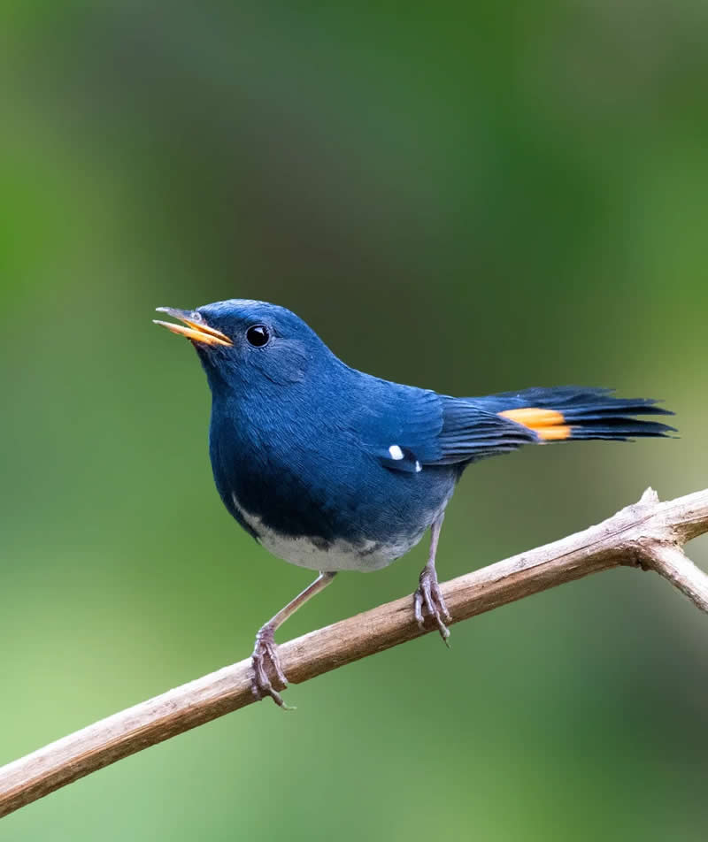 Indian Bird Photography by Grace Marian