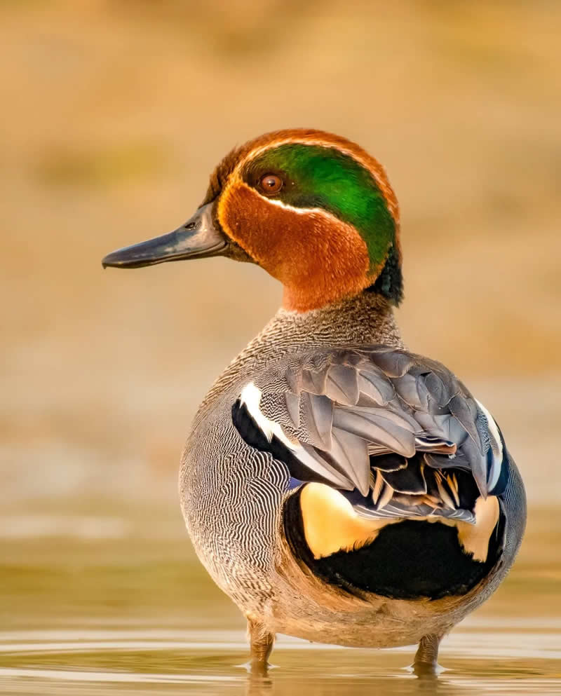 Indian Bird Photography by Grace Marian