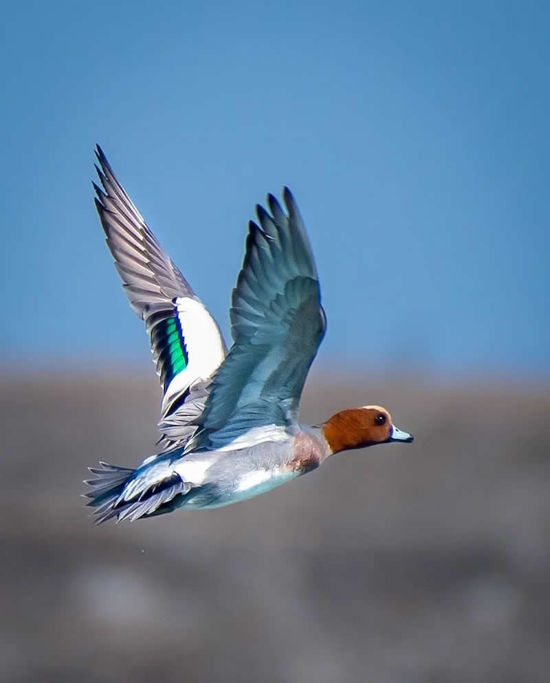 Indian Bird Photography by Grace Marian