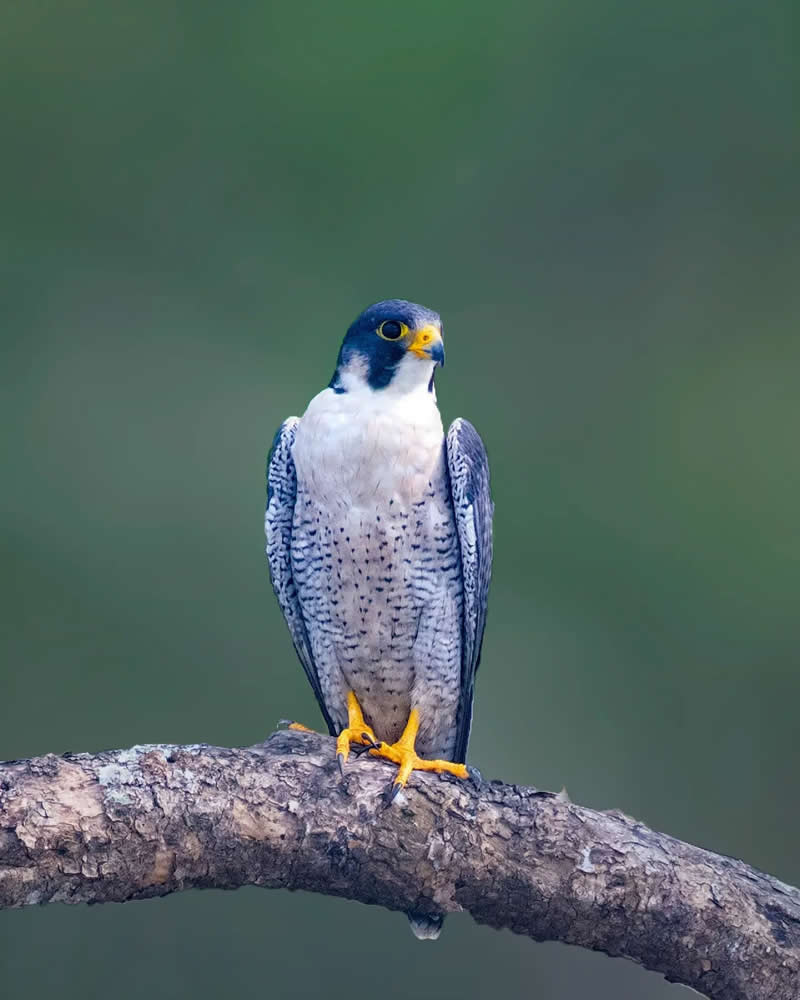 Indian Bird Photography by Grace Marian