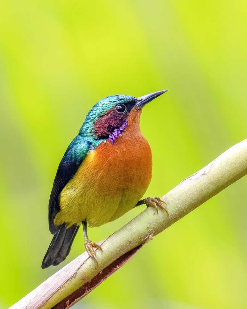 Indian Bird Photography by Grace Marian