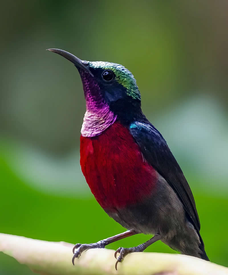 Indian Bird Photography by Grace Marian