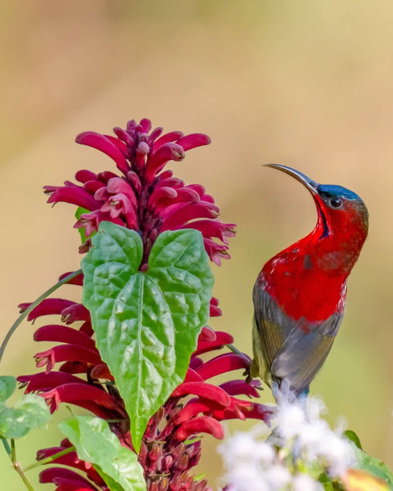 Indian Bird Photography by Grace Marian