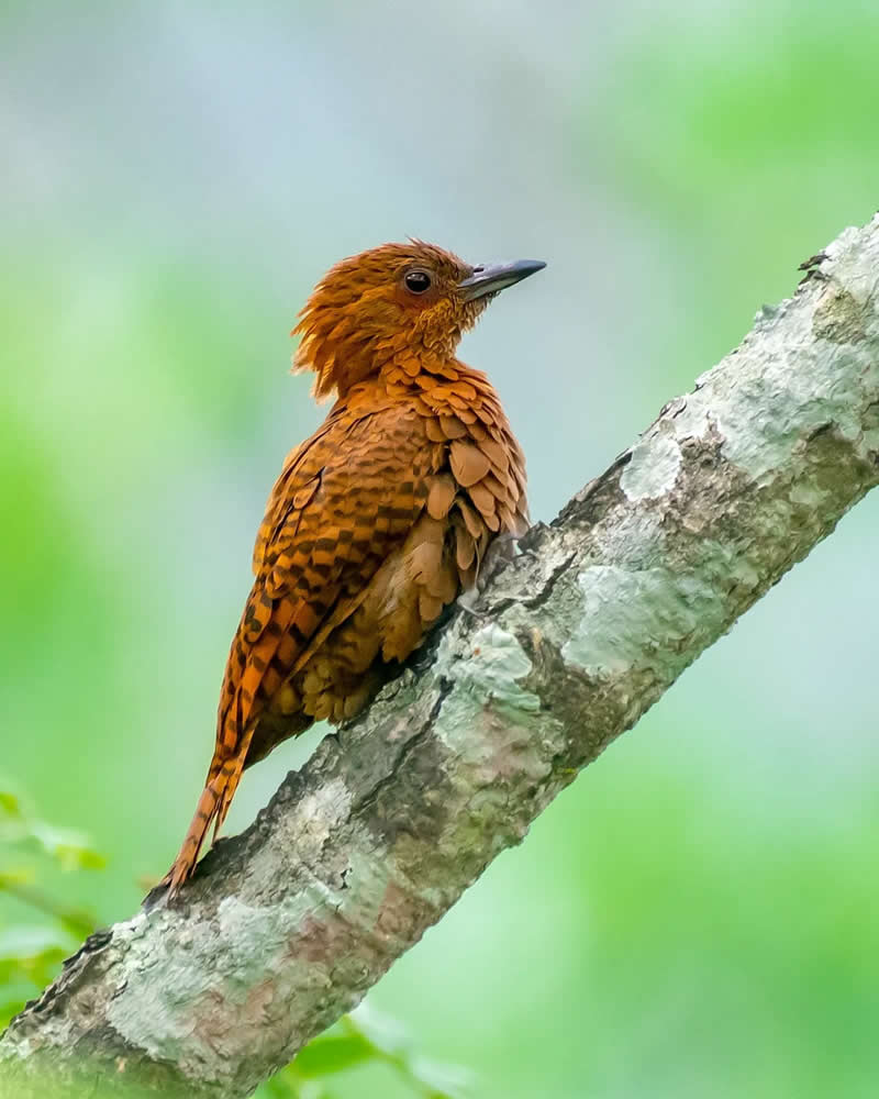 Indian Bird Photography by Grace Marian